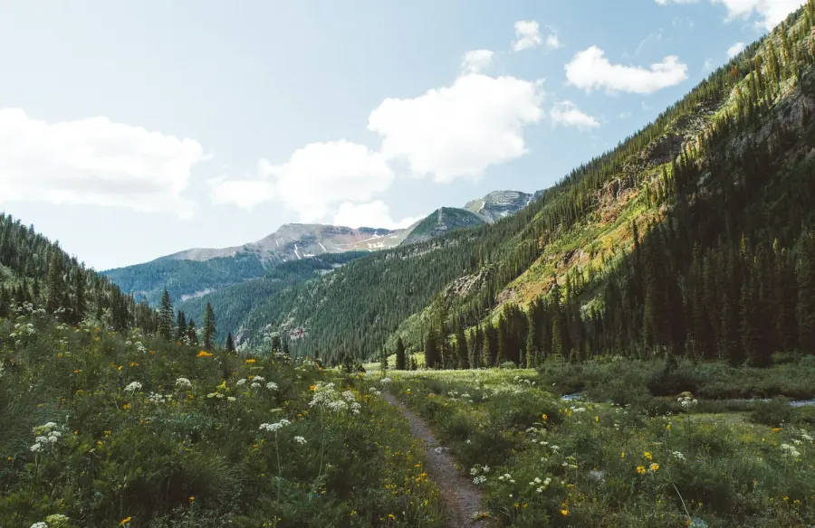 A Rocky Mountain valley filled with evergreen forest and wildflowers