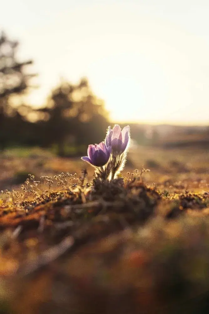 Purple flowers beside a quiet path at sunset