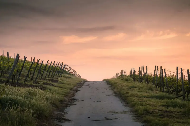 A path through a vineyard under a pink evening sky